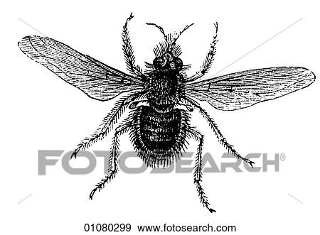 Flora & Fauna - line art - a 19th century engraving Animal - Insect Bee fly So called because it resembles a bee and pollinates flowers. View Large Illustration Stock Illustration - Flora & Fauna - line art - a 19th century engraving Animal - Insect Bee fly So called because it resembles a bee and pollinates flowers.. Fotosearch