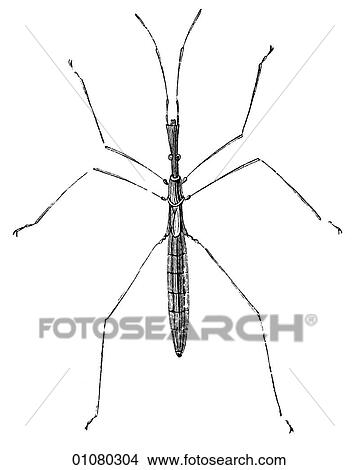 Stock Illustration - Flora & Fauna - line art - a 19th century engraving Animal Insect Water-flea This insect is microscopic in size - 0. 01 to 0. 12 inches.. Fotosearch