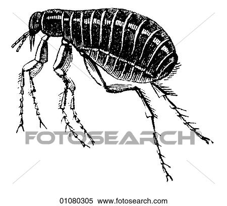 Flora & Fauna - line art - a 19th century engraving Animal Insect Flea View Large Illustration Stock Illustration - Flora & Fauna - line art - a 19th century engraving Animal Insect Flea. Fotosearch