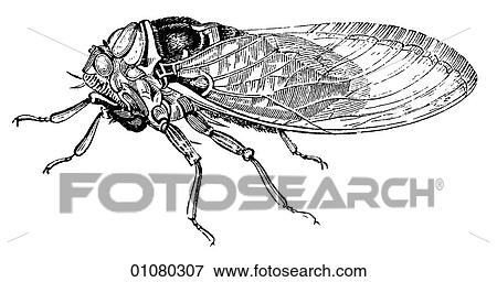 Flora & Fauna - line art - a 19th century engraving Animal Insect Cicada View Large Illustration Stock Illustration - Flora & Fauna - line art - a 19th century engraving Animal Insect Cicada. Fotosearch
