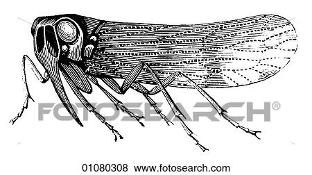 Flora & Fauna - line art - a 19th century engraving Animal Insect Burrowing Cicada View Large Illustration Stock Illustration - Flora & Fauna - line art - a 19th century engraving Animal Insect Burrowing Cicada. Fotosearch