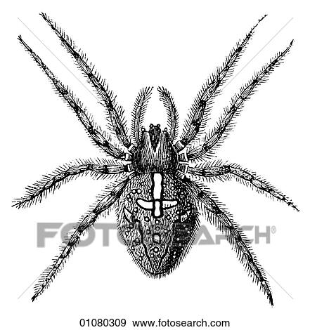 Stock Illustration - Flora & Fauna - line art - a 19th century engraving Animal Insect Garden-Spider. Fotosearch