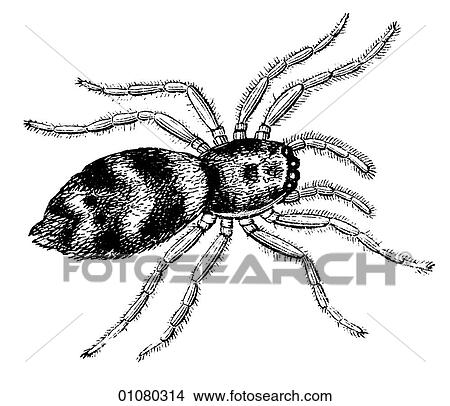 Stock Illustration - Flora & Fauna - line art - a 19th century engraving Animal Insect Hunting-Spider. Fotosearch