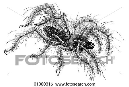 Stock Illustration - Flora & Fauna - line art - a 19th century engraving Animal Insect Scorpion-Spider. Fotosearch