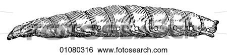 Flora & Fauna - line art - a 19th century engraving Animal Insect Larva View Large Illustration Stock Illustration - Flora & Fauna - line art - a 19th century engraving Animal Insect Larva. Fotosearch