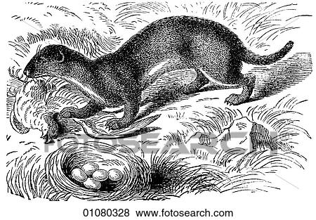 Flora & Fauna - line art - a 19th century engraving Animal Carnivorous Ermine or Stoat or Weasel The white, winter fur of this animal is traditionally used to trim the robes of state for the Royal Family. In the 14th century, during the reign of Edward View Large Illustration Stock Illustration - Flora & Fauna - line art - a 19th century engraving Animal Carnivorous Ermine or Stoat or Weasel The white, winter fur of this animal is traditionally used to trim the robes of state for the Royal Family. In the 14th century, during the reign of Edward. Fotosearch