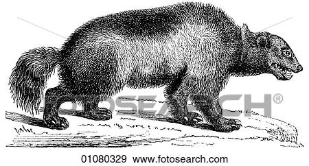 Stock Illustration - Flora & Fauna - line art - a 19th century engraving Animal Glutton or Wolverine, a member of the weasel family.. Fotosearch