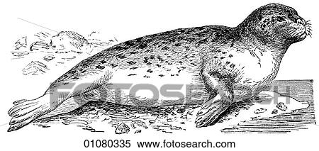 Flora & Fauna - line art - a 19th century engraving Animal Carnivorous Common Seal View Large Illustration Stock Illustration - Flora & Fauna - line art - a 19th century engraving Animal Carnivorous Common Seal. Fotosearch