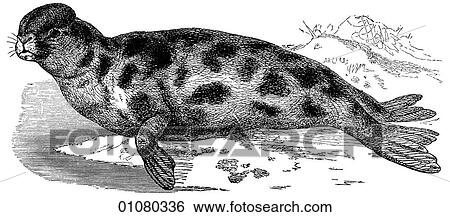 Flora & Fauna - line art - a 19th century engraving Animal Carnivorous Crested Seal View Large Illustration Stock Illustration - Flora & Fauna - line art - a 19th century engraving Animal Carnivorous Crested Seal. Fotosearch