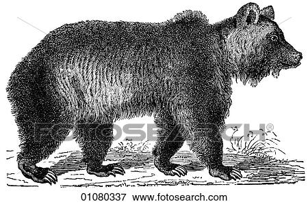 Stock Illustration - Flora & Fauna - line art - a 19th century engraving Animal Carnivorous Brown Bear. Fotosearch