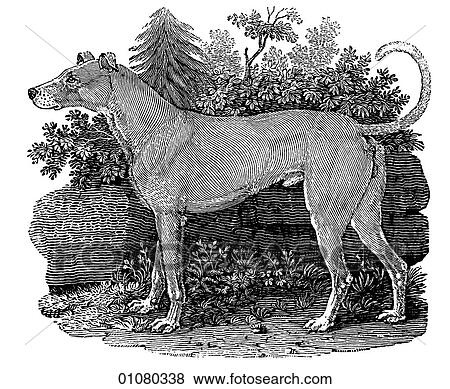 Flora & Fauna - line art - a 19th century engraving Animal Dog Irish Greyhound View Large Illustration Stock Illustration - Flora & Fauna - line art - a 19th century engraving Animal Dog Irish Greyhound. Fotosearch