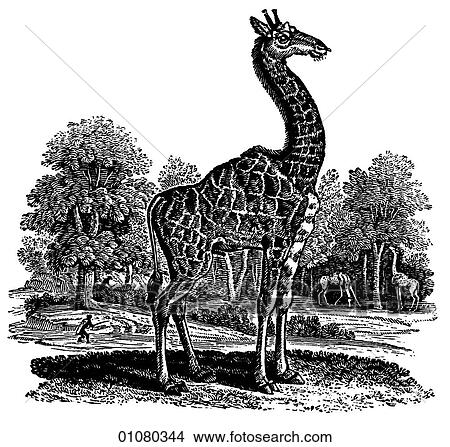 Flora & Fauna - line art - a 19th century engraving Animal Giraffe View Large Illustration Stock Illustration - Flora & Fauna - line art - a 19th century engraving Animal Giraffe. Fotosearch