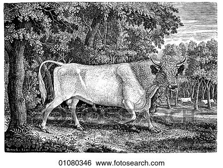 Flora & Fauna - line art - a 19th century engraving Animal Cattle View Large Illustration Stock Illustration - Flora & Fauna - line art - a 19th century engraving Animal Cattle. Fotosearch