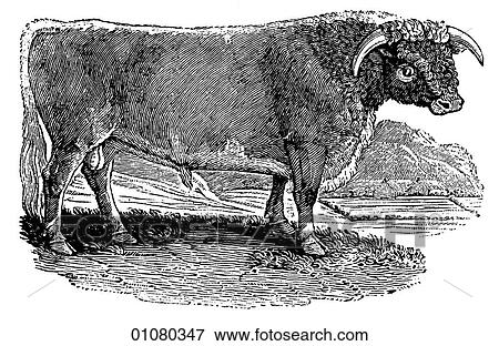 Flora & Fauna - line art - a 19th century engraving Animal View Large Illustration Stock Illustration - Flora & Fauna - line art - a 19th century engraving Animal. Fotosearch