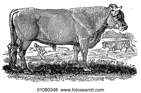 Flora & Fauna - line art - a 19th century engraving Animal Cattle Holstein or Dutch Breed View Large Illustration Stock Illustration - Flora & Fauna - line art - a 19th century engraving Animal Cattle Holstein or Dutch Breed. Fotosearch