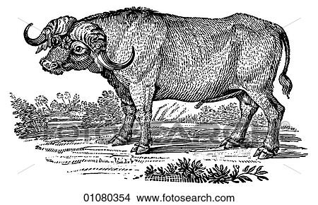 Flora & Fauna - line art - a 19th century engraving Animal Water Buffalo View Large Illustration Stock Illustration - Flora & Fauna - line art - a 19th century engraving Animal Water Buffalo. Fotosearch
