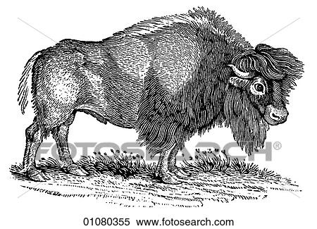 Flora & Fauna - line art - a 19th century engraving Animal Bison View Large Illustration Stock Illustration - Flora & Fauna - line art - a 19th century engraving Animal Bison. Fotosearch