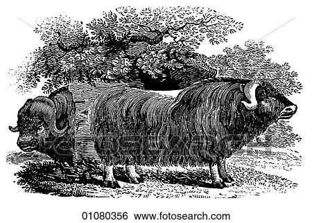 Flora & Fauna - line art - a 19th century engraving Animal Muskox View Large Illustration Stock Illustration - Flora & Fauna - line art - a 19th century engraving Animal Muskox. Fotosearch