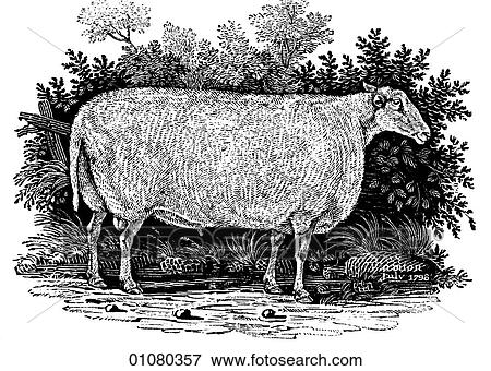 Flora & Fauna - line art - a 19th century engraving Animal Sheep Tees-Water Improved Breed View Large Illustration Stock Illustration - Flora & Fauna - line art - a 19th century engraving Animal Sheep Tees-Water Improved Breed. Fotosearch