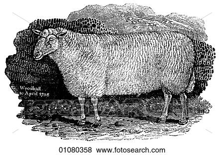 Flora & Fauna - line art - a 19th century engraving Animal Sheep Cheviot Ram, hills View Large Illustration Stock Illustration - Flora & Fauna - line art - a 19th century engraving Animal Sheep Cheviot Ram, hills. Fotosearch