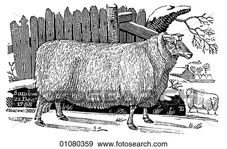 Flora & Fauna - line art - a 19th century engraving Animal Sheep Leicestershire breed View Large Illustration Stock Illustration - Flora & Fauna - line art - a 19th century engraving Animal Sheep Leicestershire breed. Fotosearch