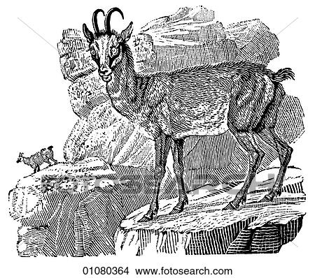 Flora & Fauna - line art - a 19th century engraving Animal Goat Chamois Goat mountain View Large Illustration Stock Illustration - Flora & Fauna - line art - a 19th century engraving Animal Goat Chamois Goat mountain. Fotosearch