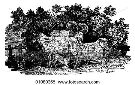 Flora & Fauna - line art - a 19th century engraving Animal Sheep View Large Illustration Stock Illustration - Flora & Fauna - line art - a 19th century engraving Animal Sheep. Fotosearch