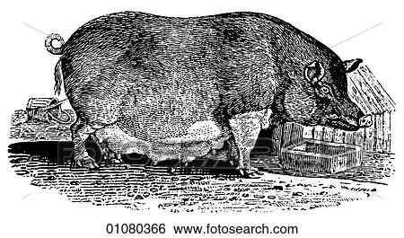 Flora & Fauna - line art - a 19th century engraving Animal Pig Sow of the Improved Breed View Large Illustration Stock Illustration - Flora & Fauna - line art - a 19th century engraving Animal Pig Sow of the Improved Breed. Fotosearch