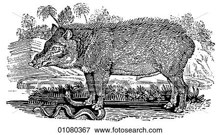 Flora & Fauna - line art - a 19th century engraving Animal Peccary or Mexican Hog View Large Illustration Stock Illustration - Flora & Fauna - line art - a 19th century engraving Animal Peccary or Mexican Hog. Fotosearch