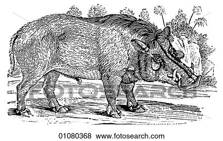 Flora & Fauna - line art - a 19th century engraving Animal Swine African Wild Boar or Wood Swine View Large Illustration Stock Illustration - Flora & Fauna - line art - a 19th century engraving Animal Swine African Wild Boar or Wood Swine. Fotosearch