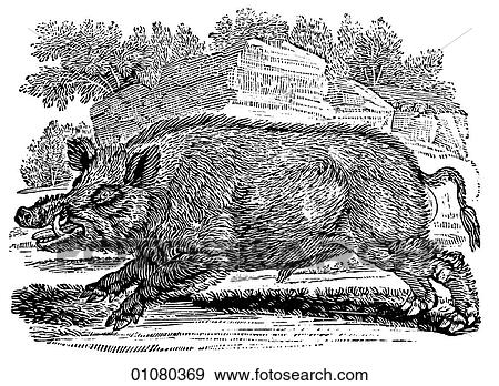 Flora & Fauna - line art - a 19th century engraving Animal Swine Wild Boar pig View Large Illustration Stock Illustration - Flora & Fauna - line art - a 19th century engraving Animal Swine Wild Boar pig. Fotosearch