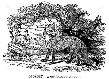Flora & Fauna - line art - a 19th century engraving Animal Fox It has been said of fox hunting that it is "the pursuit of the inedible by the unspeakable. " View Large Illustration Stock Illustration - Flora & Fauna - line art - a 19th century engraving Animal Fox It has been said of fox hunting that it is "the pursuit of the inedible by the unspeakable. ". Fotosearch