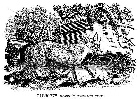 Flora & Fauna - line art - a 19th century engraving Animal Fox Greyhound Fox It has been said of fox hunting that it is "the pursuit of the inedible by the unspeakable. " View Large Illustration Stock Illustration - Flora & Fauna - line art - a 19th century engraving Animal Fox Greyhound Fox It has been said of fox hunting that it is "the pursuit of the inedible by the unspeakable. ". Fotosearch