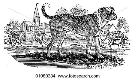 Flora & Fauna - line art - a 19th century engraving Animal Dog View Large Illustration Stock Illustration - Flora & Fauna - line art - a 19th century engraving Animal Dog. Fotosearch