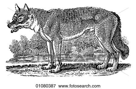 Flora & Fauna - line art - a 19th century engraving Animal Wolf One of the most intelligent animals on earth, the wolf is believed to mate for life and travels in highly organized, packs. Contrary to centuries of myth, wolves in their natural state wil View Large Illustration Stock Illustration - Flora & Fauna - line art - a 19th century engraving Animal Wolf One of the most intelligent animals on earth, the wolf is believed to mate for life and travels in highly organized, packs. Contrary to centuries of myth, wolves in their natural state wil. Fotosearch