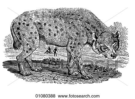 Flora & Fauna - line art - a 19th century engraving Animal Spotted Hyena A dog-like carnivorous scavenger known as the "laughing hyena" because of its unsettling bark. It lives and travels in packs. When its natural food source is in short supply it h View Large Illustration Stock Illustration - Flora & Fauna - line art - a 19th century engraving Animal Spotted Hyena A dog-like carnivorous scavenger known as the "laughing hyena" because of its unsettling bark. It lives and travels in packs. When its natural food source is in short supply it h. Fotosearch