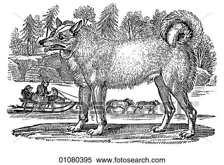 Flora & Fauna - line art - a 19th century engraving Animal Greenland Dog or Husky Known for their strength and endurance. View Large Illustration Stock Illustration - Flora & Fauna - line art - a 19th century engraving Animal Greenland Dog or Husky Known for their strength and endurance.. Fotosearch