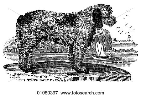 Flora & Fauna - line art - a 19th century engraving Animal Large Rough Water Dog First bred in the 14th century to hunt otters. It has webbed feet and is therefore an excellent swimmer. View Large Illustration Stock Illustration - Flora & Fauna - line art - a 19th century engraving Animal Large Rough Water Dog First bred in the 14th century to hunt otters. It has webbed feet and is therefore an excellent swimmer.. Fotosearch