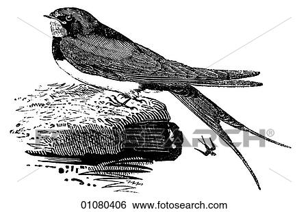Flora & Fauna - line art - a 19th century engraving Animal - mammal - the class Aves Bird Swallow A small bird, noted for its speed and its ability to stay in the air for long periods to capture insects. Certain species are migratory. View Large Illustration Stock Illustration - Flora & Fauna - line art - a 19th century engraving Animal - mammal - the class Aves Bird Swallow A small bird, noted for its speed and its ability to stay in the air for long periods to capture insects. Certain species are migratory.. Fotosearch