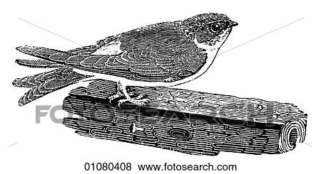 Stock Illustration - Flora & Fauna - line art - a 19th century engraving Animal - mammal - the class Aves Bird Martin A migratory member of the swallow family that feeds on airborne insects.. Fotosearch