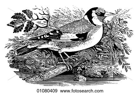 Flora & Fauna - line art - a 19th century engraving Animal - mammal - the class Aves Bird Goldfinch The Finch is a small songbird, common throughout the temperate regions of the Northern Hemisphere, South America and parts of Africa. They tend to be soc View Large Illustration Stock Illustration - Flora & Fauna - line art - a 19th century engraving Animal - mammal - the class Aves Bird Goldfinch The Finch is a small songbird, common throughout the temperate regions of the Northern Hemisphere, South America and parts of Africa. They tend to be soc. Fotosearch