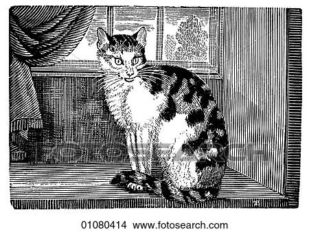 Flora & Fauna - line art - a 19th century engraving Animal Cat domestic View Large Illustration Stock Illustration - Flora & Fauna - line art - a 19th century engraving Animal Cat domestic. Fotosearch