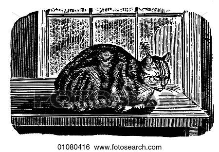 Stock Illustration - Flora & Fauna - line art - a 19th century engraving Animal Cat. Fotosearch