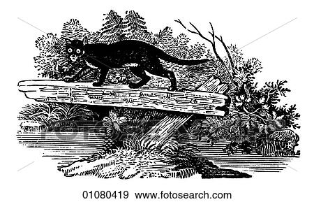 Flora & Fauna - line art - a 19th century engraving Animal Cat domestic View Large Illustration Stock Illustration - Flora & Fauna - line art - a 19th century engraving Animal Cat domestic. Fotosearch