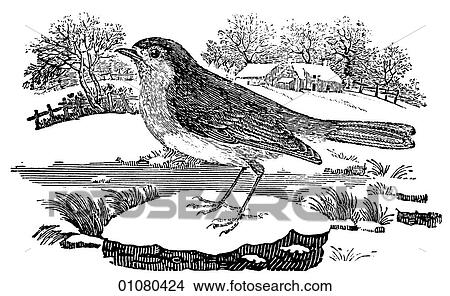 Flora & Fauna - line art - a 19th century engraving Animal - mammal Bird Robin Primarily a non-migratory, European bird of the family Turidae that is similar to the thrush. Known colloquially in Europe as the "redbreast" due to its orange face and ch View Large Illustration Stock Illustration - Flora & Fauna - line art - a 19th century engraving Animal - mammal Bird Robin Primarily a non-migratory, European bird of the family Turidae that is similar to the thrush. Known colloquially in Europe as the "redbreast" due to its orange face and ch. Fotosearch