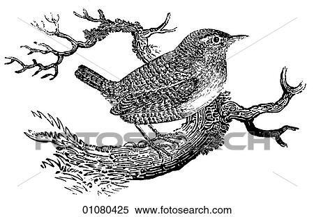 Flora & Fauna - line art - a 19th century engraving Animal - mammal - the class Aves Bird Wren A small, primarily dark-brown song-bird that can be found from Canada to Tierra del Fuego at the southernmost tip of South America. During W. W. II and for some View Large Illustration Stock Illustration - Flora & Fauna - line art - a 19th century engraving Animal - mammal - the class Aves Bird Wren A small, primarily dark-brown song-bird that can be found from Canada to Tierra del Fuego at the southernmost tip of South America. During W. W. II and for some. Fotosearch