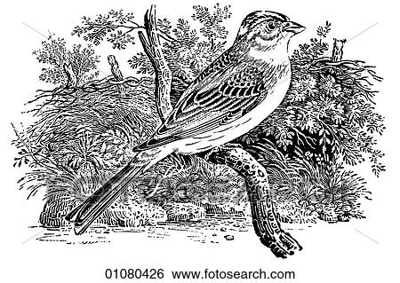 Flora & Fauna - line art - a 19th century engraving Animal - mammal - the class Aves Bird Yellow Bunting This a type of Finch, a small songbird, common throughout the temperate regions of the Northern Hemisphere, South America and parts of Africa. They View Large Illustration Stock Illustration - Flora & Fauna - line art - a 19th century engraving Animal - mammal - the class Aves Bird Yellow Bunting This a type of Finch, a small songbird, common throughout the temperate regions of the Northern Hemisphere, South America and parts of Africa. They. Fotosearch