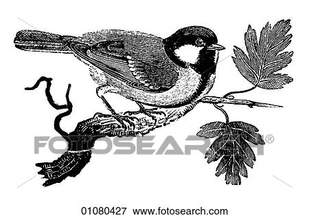 Flora & Fauna - line art - a 19th century engraving Animal - mammal - the class Aves Bird Titmouse - also known as a Chickadee A small woodland and garden songbird. View Large Illustration Stock Illustration - Flora & Fauna - line art - a 19th century engraving Animal - mammal - the class Aves Bird Titmouse - also known as a Chickadee A small woodland and garden songbird.. Fotosearch