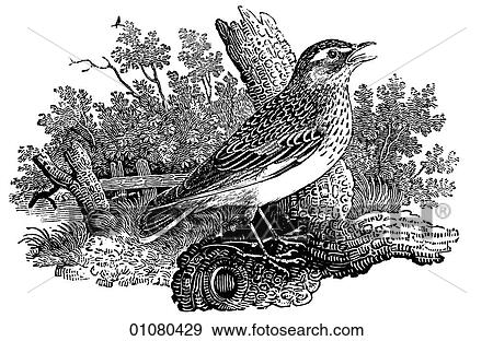 Stock Illustration - Flora & Fauna - line art - a 19th century engraving Animal - mammal - the class Aves Bird Woodlark A bird noted for its sustained song while flying.. Fotosearch
