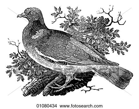 Stock Illustration - Flora & Fauna - line art - a 19th century engraving Animal - mammal - the class Aves Bird Ring Dove Can be found in the wild in both California and Florida. A member of the pigeon family.. Fotosearch